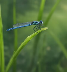 High-angle shot of Azure damselfly Coenagrion puella perched on a green grass branch, insect, blue