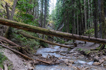 Margaret Falls loop trail with mountain stream near Shuswap lake British Columbia with scenic hiking trail