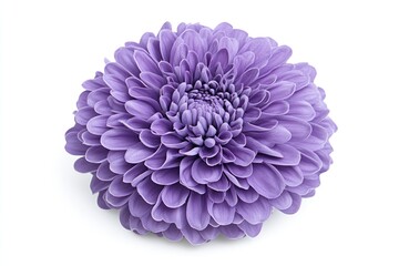 Naklejka premium Purple chrysanthemum flower blossom, isolated, white background, floral design