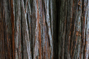 Obraz premium Wet old tree bark textured and vibrant perfect for nature-themed texture
