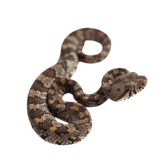 Obraz premium Realistic close-up of a coiled brown and gray snake on white background
