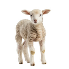 Fototapeta premium Cute Baby Lamb Standing in Bright Light on a White Background