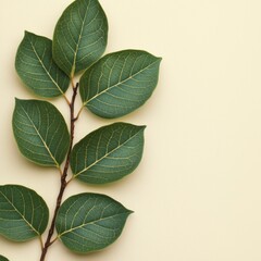 Obraz premium Green Leaves Branch Nature Photography Botanical Spring Eco Plant Foliage Organ