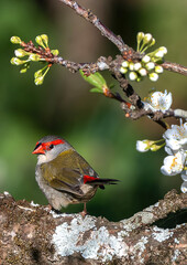 Red-browed Finch