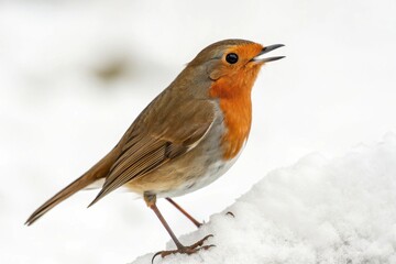 Charming European Robin Singing Against a Wintery Background with Soft Snow Covering, Capturing the Beauty of Nature in a Serene Atmosphere