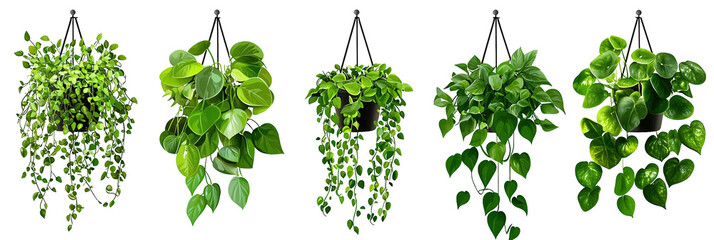 A set of hanging plant vector illustration for decor design isolated on white background