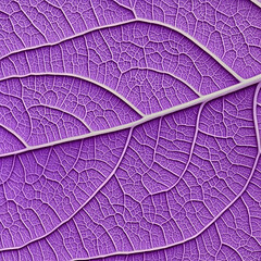 Fototapeta premium Purple leaf vein texture close-up, detailed botanical background, nature design element
