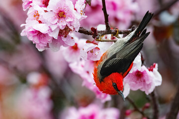 Scarlet Honeyeater