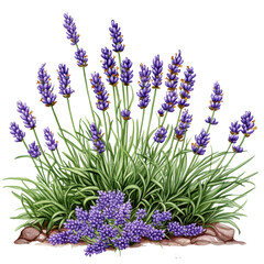 Fototapeta premium Lush Lavender Plant Blooming in Full Flower A Vibrant Botanical Illustration