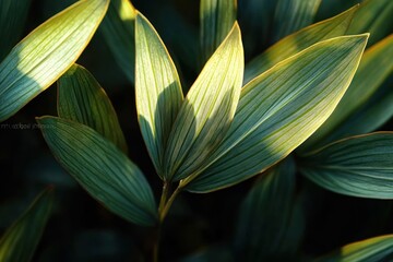 Fototapeta premium Close-up of Yucca Plant Leaves Showcasing Green Texture and Vibrant Colors in Natural Light