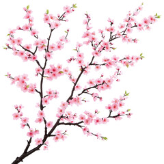 Delicate pink cherry blossom branch isolated transparent background spring floral image