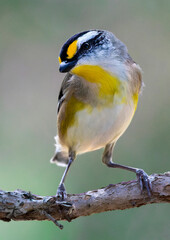Striated Pardalote
