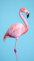 Naklejka premium vibrant pink flamingo standing gracefully on one leg against blue background
