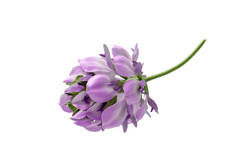 Fresh Bakuchiol flower, botanical extract for beauty and wellness.