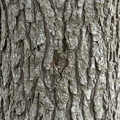 Fototapeta premium Close-up rough tree bark texture, forest background