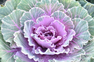 Purple cabbage is grown for its beauty.