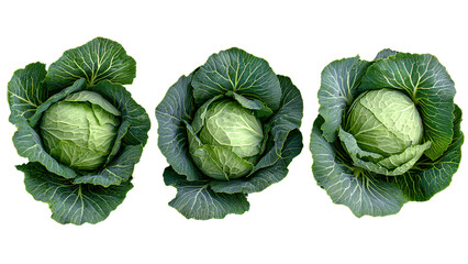 Fototapeta premium Fresh Green Cabbage Collection