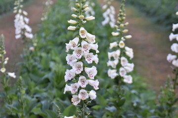 Beautiful flowers blooming in the garden