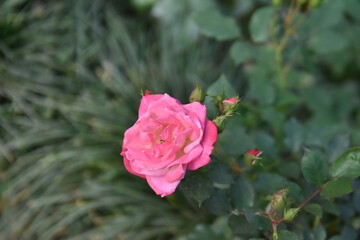 Beautiful roses blooming in the garden