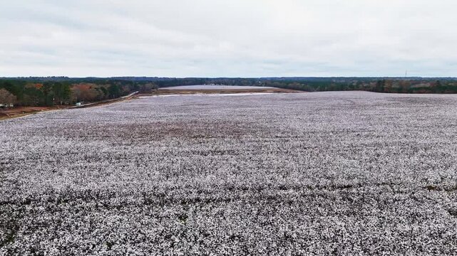 Drone fly-over of a large cotton field in Columbia, South Carolina.