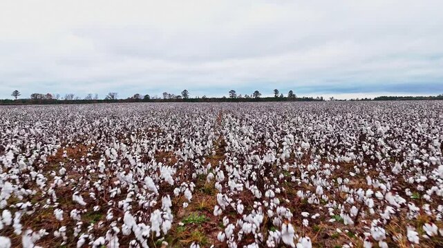Slow drone fly-over of a large cotton field in Columbia, South Carolina.