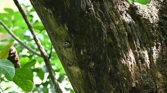 the Common flameback bird or dinopium javanense poked its head out of its nest hole in the tree