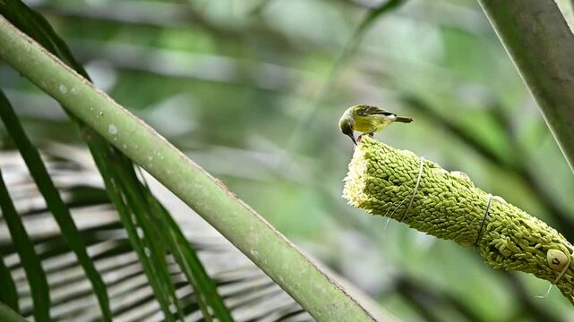 under the sunlight a Arachnothera affinis or Streaky-brested spiderhunter bird perches on a coconut flower and sucks its nectar
