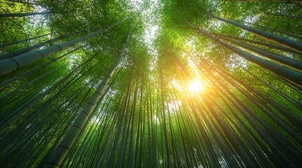Sunlit bamboo forest, Japan, serene nature, calm background, travel poster