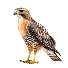 Red-shouldered Hawk, marked by its reddish shoulder feathers and loud call. isolated on transparency background