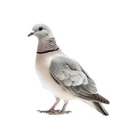 Naklejka premium Eurasian Collared-Dove, featuring pale gray plumage and a distinctive black crescent on the neck. isolated on transparency background