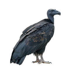 Obraz premium Black Vulture, large bird with black feathers and a distinctive featherless head. isolated on transparency background