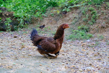 Mother Hen and Chick Roaming Outdoors in Natural Habitat