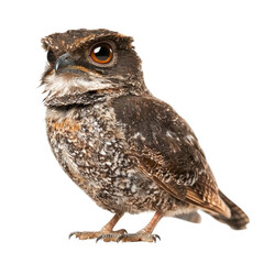 Naklejka premium Whip-poor-will, nocturnal bird known for its repeated call and camouflaged plumage. isolated on transparency background
