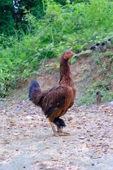 Mother Hen and Chicks on Grass in Sunny Day at Countryside