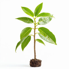 one mango Saplings on white background.