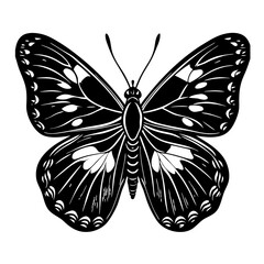 Clouded sulphur butterfly silhouette isolated on White background.   