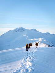 The mountains are called Camels on a mountain called Kurgan near the village of Sheregesh....