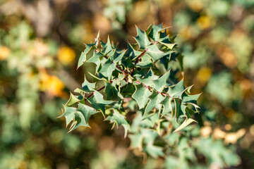 Sharp but Delicate Mahonia Fremontii Bush