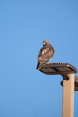 Hawk sitting at the top of a light pole