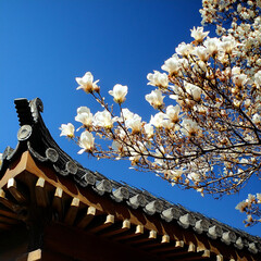 관자놀이, 건축, asia, 지붕, 중국, 건물, sky, 닛폰, 신앙, 여행, 문화, 고대, 베이징, 전통, 사, 석탑, 도시, 불교, 경계표, 궁, 나이든, 타이, 관광, 일본어, 샤또,magnolia, 기와집, 한국, 목련나무, 봄