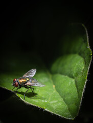 An Australian sheep blowfly (Lucilia cuprina) on a basil leaf.