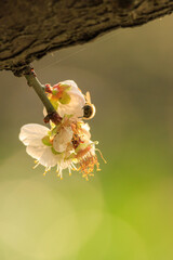 Sunlit prunus mume blossoms, delicate and white, bloom on a slender branch. A bee approaches the flowers, drawn to their nectar.  The background is a soft, blurred blend of light and shadow.