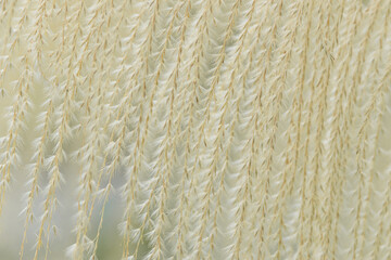 A plume of Chinese silvergrass, soft and feathery, dominates the frame.  Its delicate strands curve gracefully against a muted green backdrop, highlighting the plant's texture and light, airy form. 