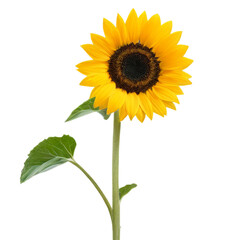 Obraz premium sunflower isolated on white background
