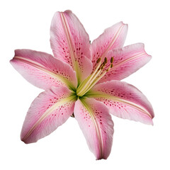 pink lily isolated on white background