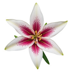 pink lily isolated on white background