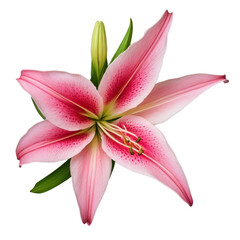 pink lily isolated on white background