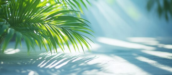 Obraz premium Lush green palm fronds casting shadows on a bright, light blue surface.