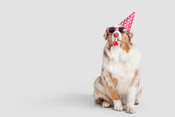 Cute Australian Shepherd dog in party hat with whistle celebrating Birthday on grey background