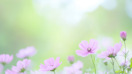 Obraz premium Soft Pastel Cosmos: Delicate pink cosmos blossoms dance in a field of soft, green hues, their delicate petals creating a dreamy and tranquil scene, evoking a sense of calm and serenity.